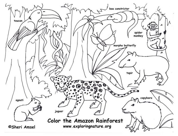 Welcome To Dover Publications Rain Forest Animals Fun Kit Kids 736x564 Welcome To Dover Publications Rain Forest Animals Fun Kit Kids