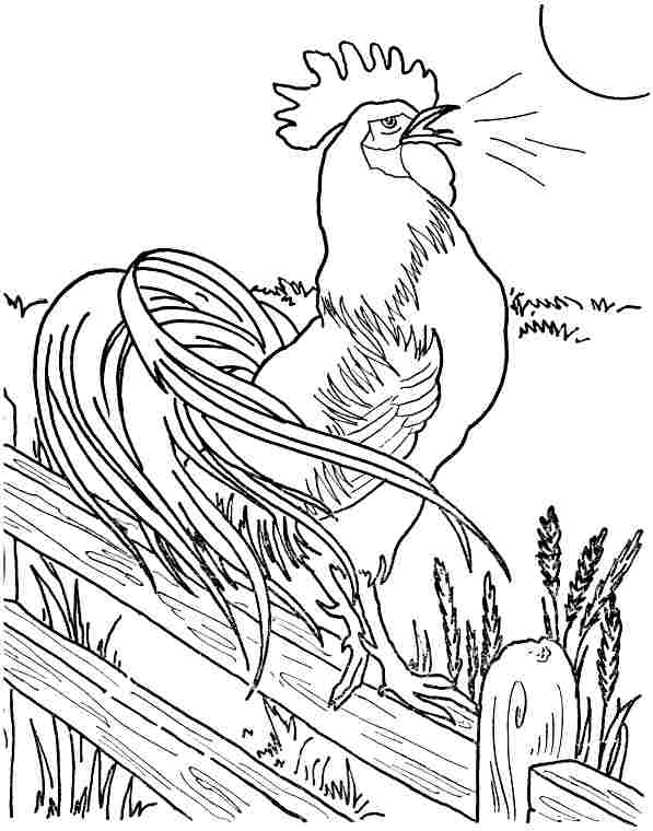 Free Rooster Coloring Pages