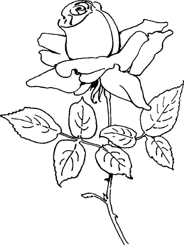 600x796 Compass Rose Coloring Page Rose Coloring Pages Printable S Bouquet