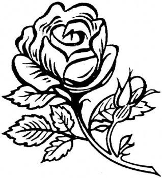 318x350 Free Coloring Pages For Adults Beautiful Big Rose Coloring Page