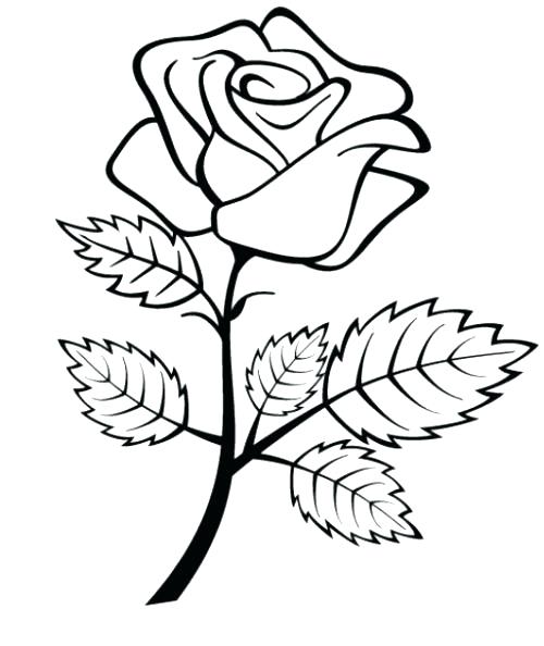 500x594 Roses Coloring Pages Printable Coloring Roses Pages Free Coloring