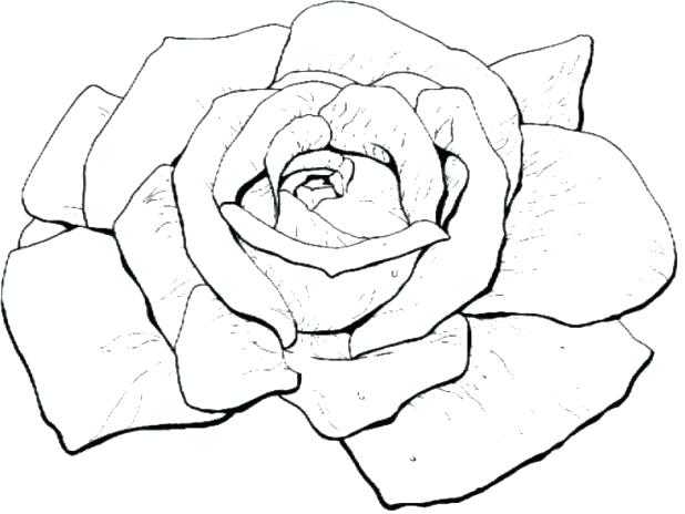 618x464 Roses Coloring Pages Printable Rose Coloring Sheets Bloom Roses