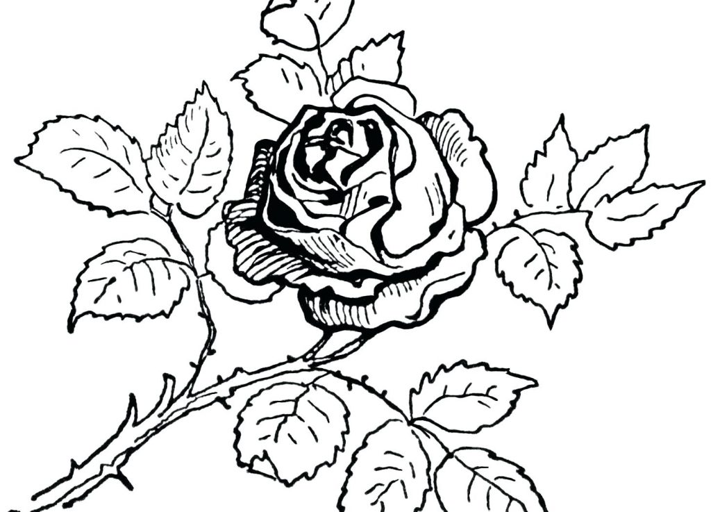 1024x737 Coloring Pages ~ Rose Coloring Pages Beautiful Best Images Free
