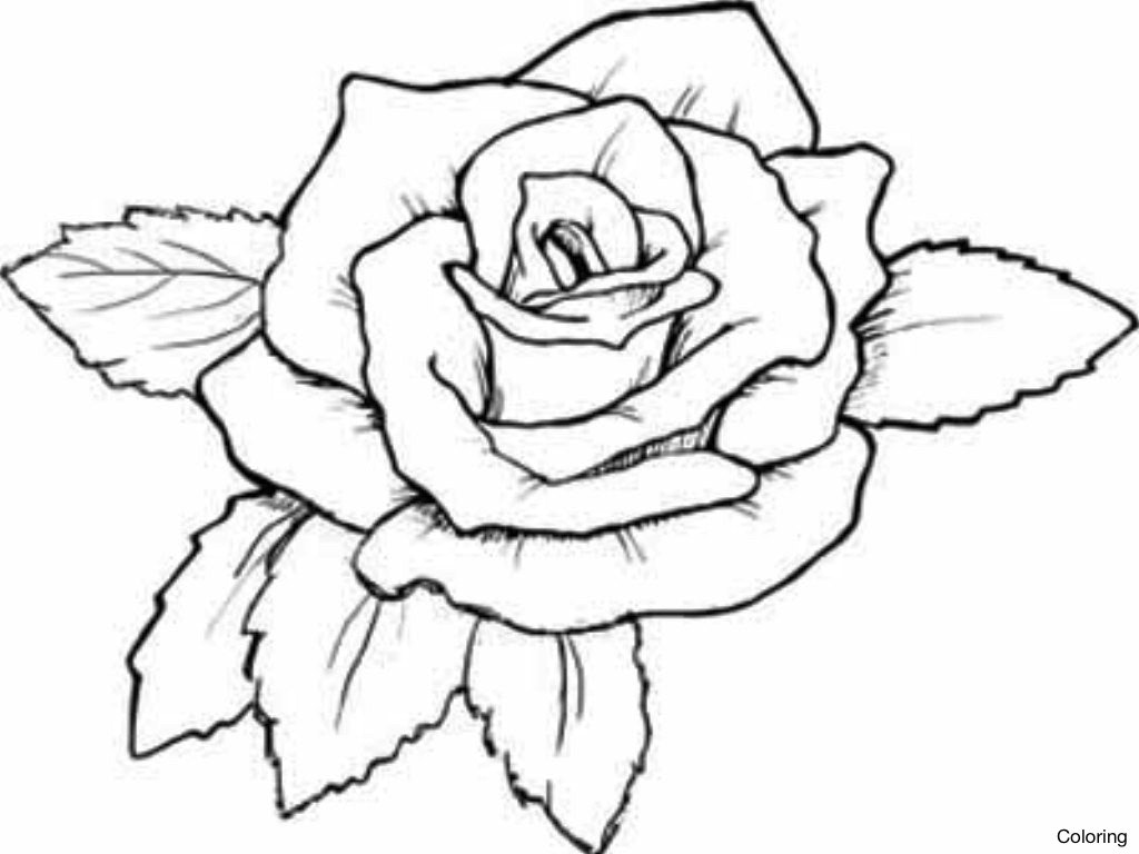 1024x768 Rose Coloring Page Pages For Kids Roses Color Sheets 8f