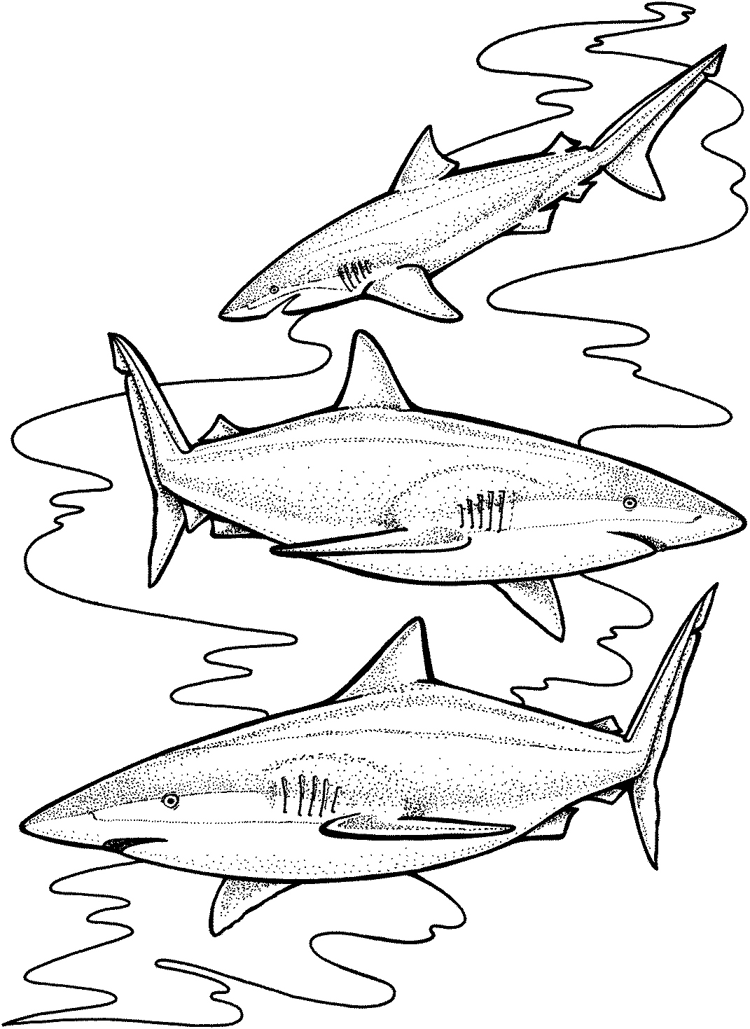 1071x1469 Shark Coloring Pages Fresh Free Shark Coloring Pages Logo