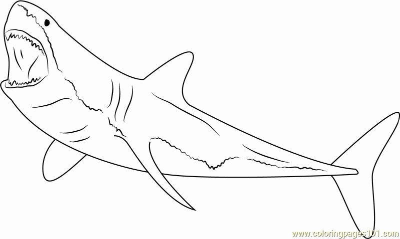 800x479 Shark Coloring Pages Printable Collection Great White Shark Diving