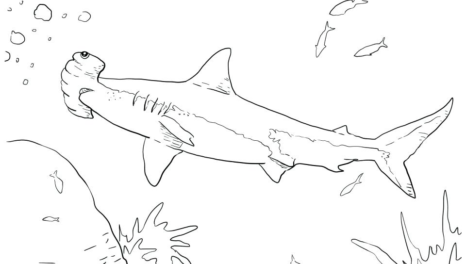 960x544 Free Android Coloring Great White Shark Coloring Pages In Great