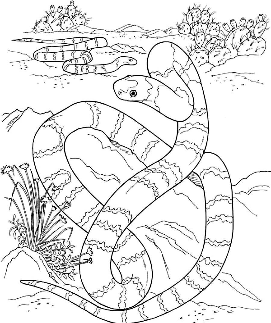 900x1075 Printable Snake Coloring Pages Coloring Me
