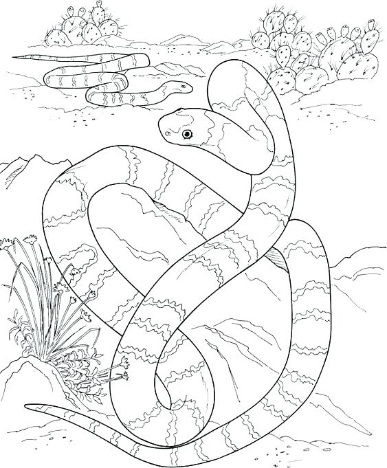 563x681 Snake Coloring Pages Snake Coloring Pages Snake Coloring Page