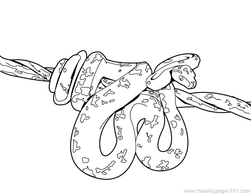800x618 Coloring Pages Coloring Cobra Snake King Cobra Coloring Pages