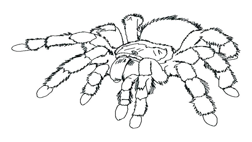 Free Spider Coloring Pages Spider Colouring In Pages Free Free 863x485 Free Spider Coloring Pages Spider Colouring In Pages Free Free
