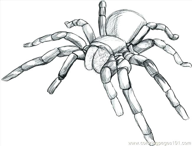 Spider Pictures To Color Free Spider Coloring Pages Raw 650x495 Spider Pictures To Color Free Spider Coloring Pages Raw