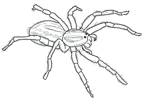 Spider Coloring Pages 480x343 Spider Coloring Pages