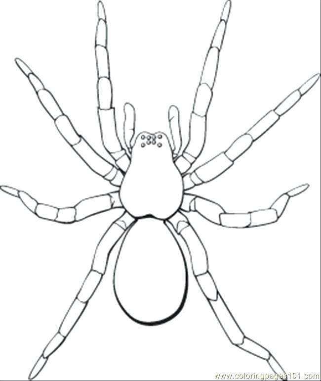 Free Spider Coloring Pages Black And White Spider Coloring Page 650x770 Free Spider Coloring Pages Black And White Spider Coloring Page