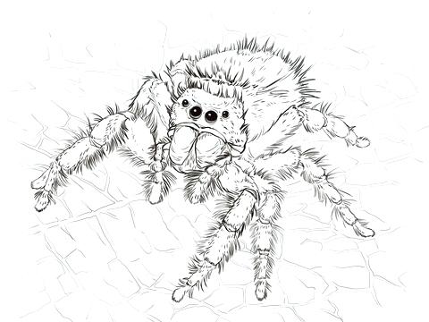 Free Spider Coloring Pages Click To See Printable Version 480x360 Free Spider Coloring Pages Click To See Printable Version