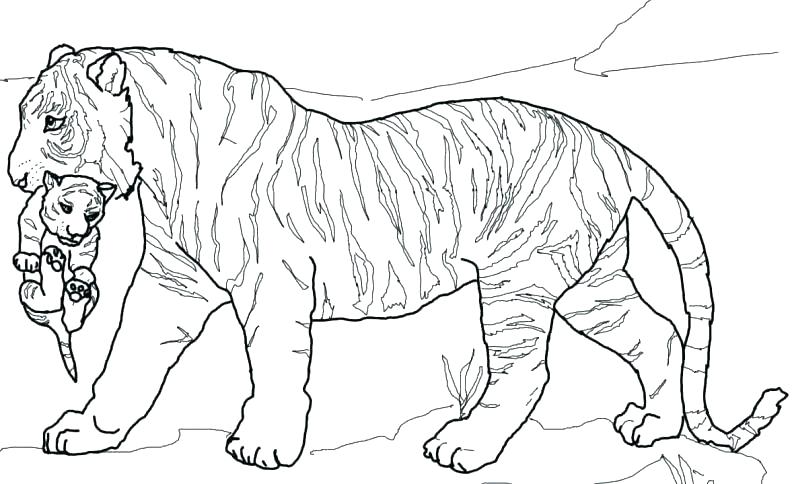 792x484 Printable Tiger Coloring Pages Coloring Page Tiger Coloring Pages