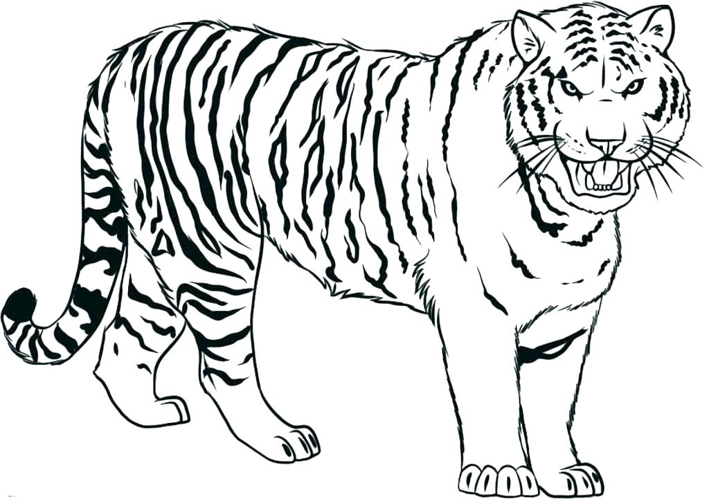 1024x721 Children Coloring Pages Coloring Pages Tiger Free Tiger Coloring