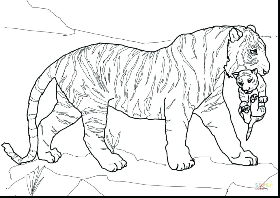 970x684 Tiger Cub Coloring Pages Tiger Coloring Pages Large Size
