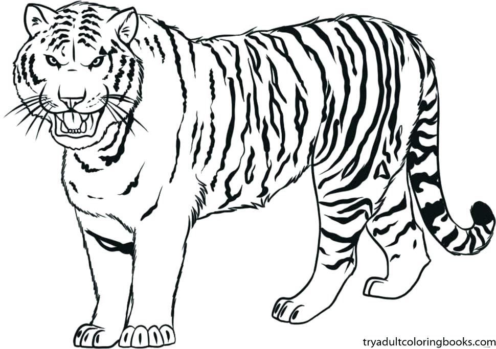 970x683 Tiger Face Coloring Page Printable Coloring Page Tiger Large Size
