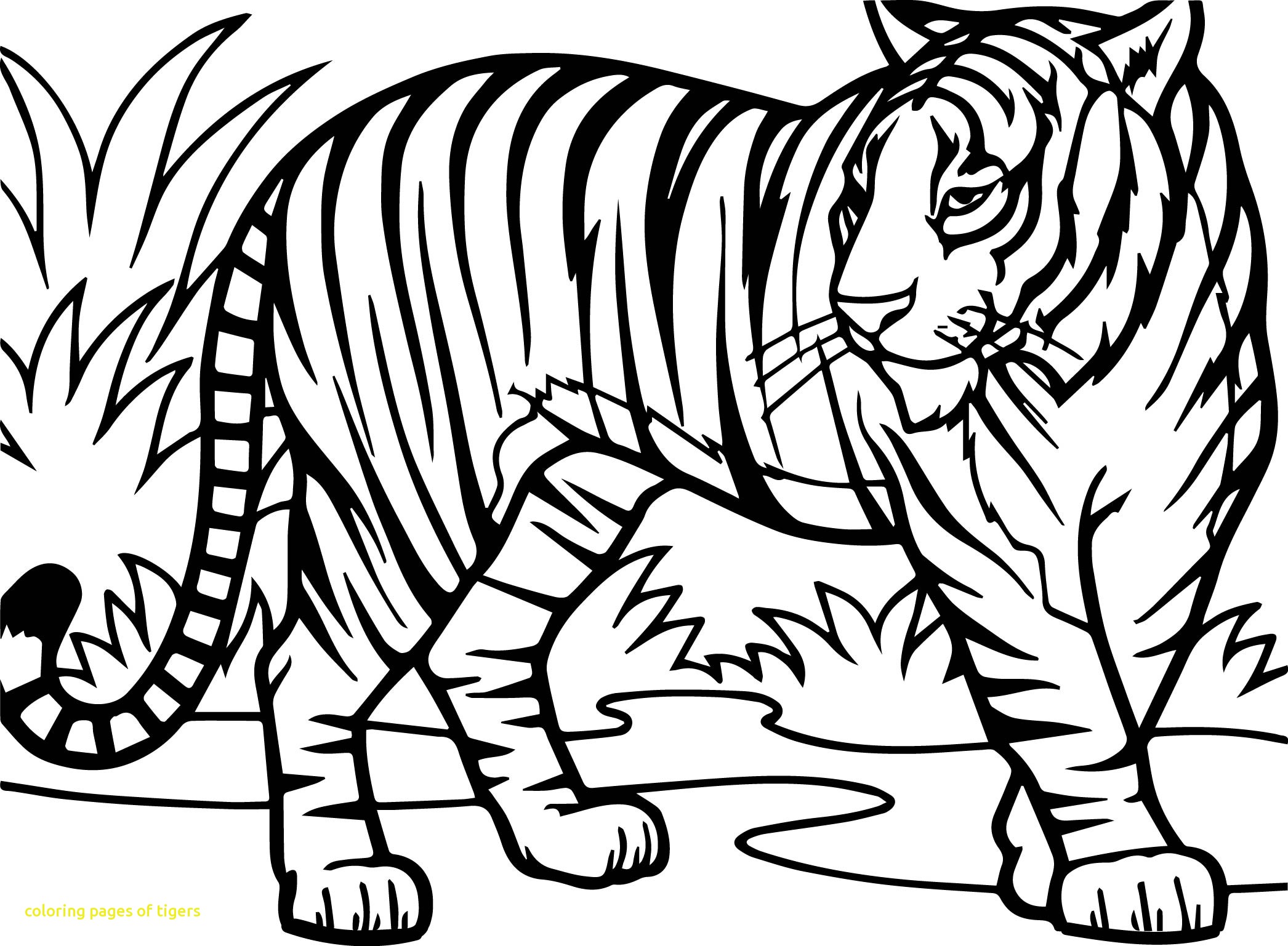 2092x1537 Value Coloring Pages Of Tigers Free Tiger