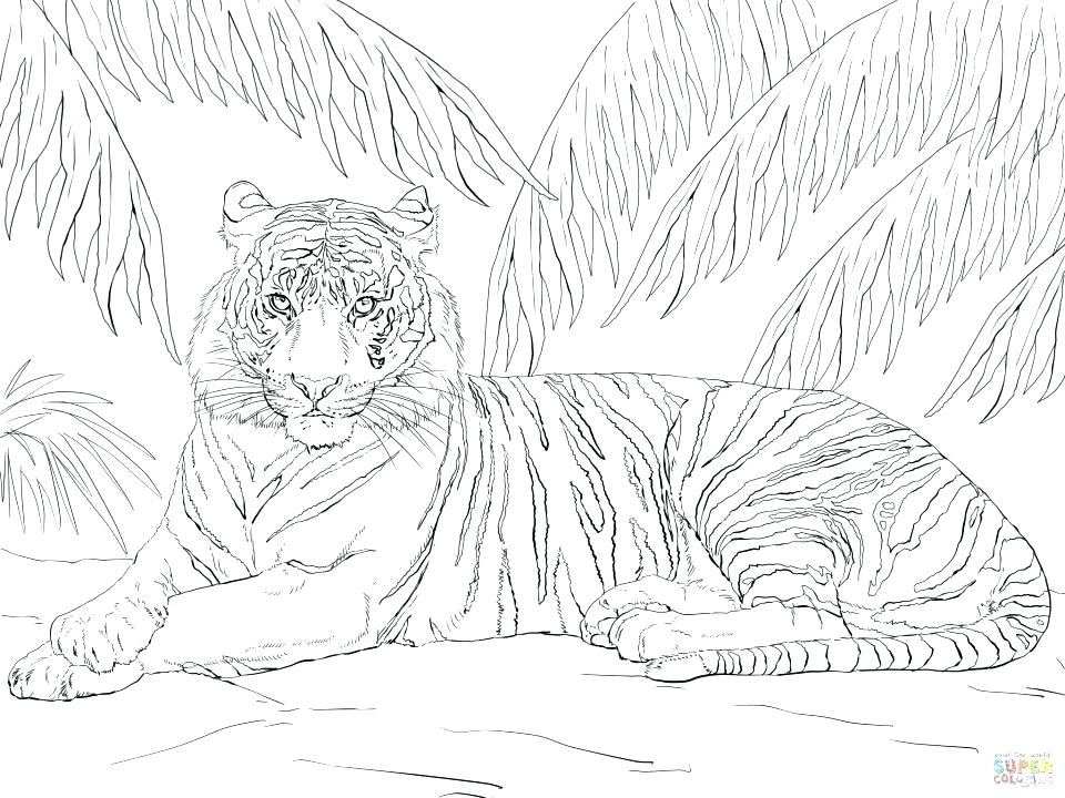 960x720 Coloring Pages Tiger Tiger Coloring Pages In Addition To Tiger