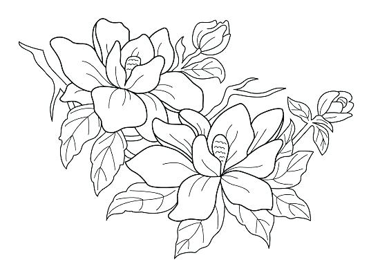 Flower Printable Coloring Pages 550x392 Flower Printable Coloring Pages