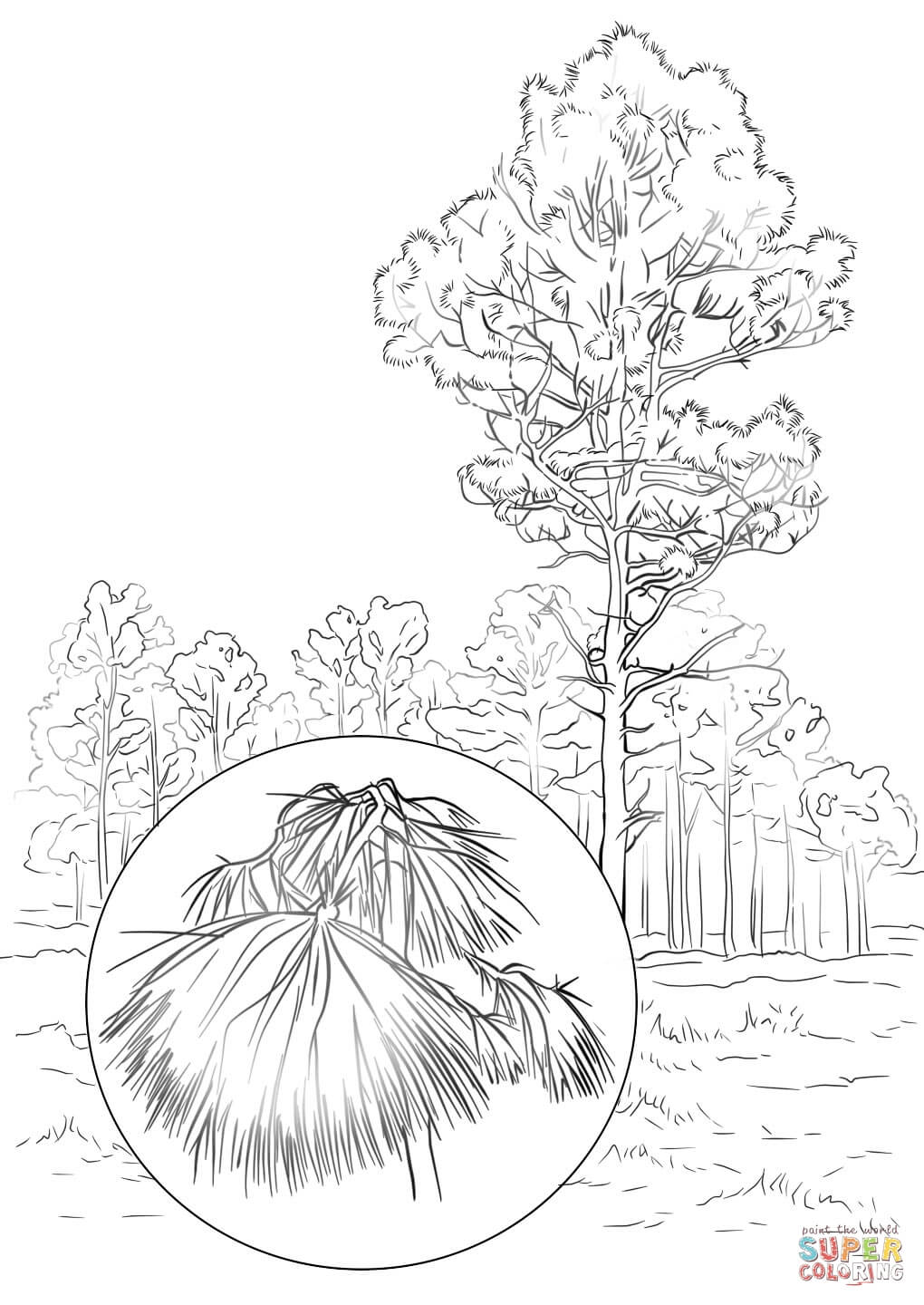 1020x1440 Easily White Pine Tree Coloring Page Longleaf Free Printable Pages