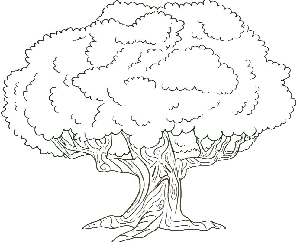 983x800 Family Tree Coloring Sheets Family Tree Coloring Page Family