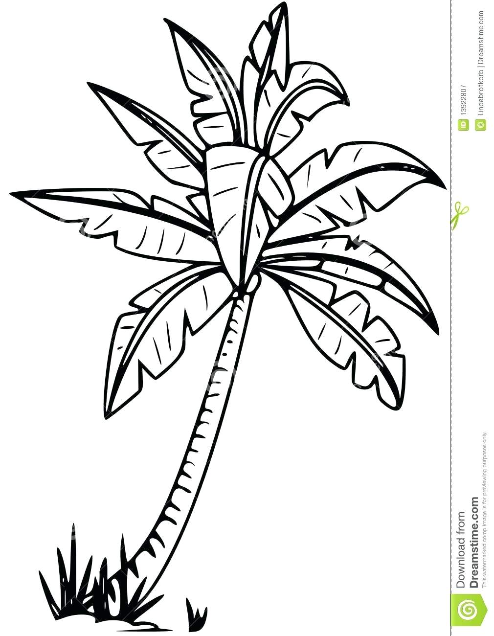 1010x1300 Coloring Pages ~ Palm Tree Coloring Page Pictures Of Trees Free
