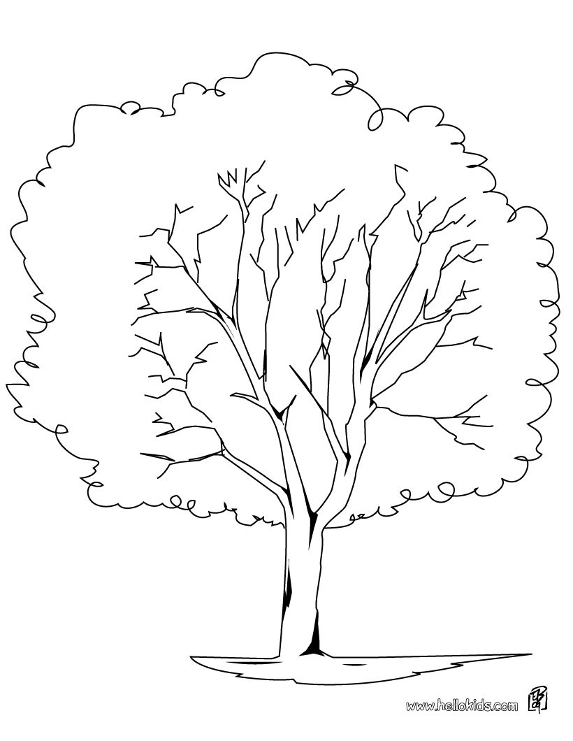 820x1060 Chestnut Tree Coloring Pages Free Coloring For Kids 2018