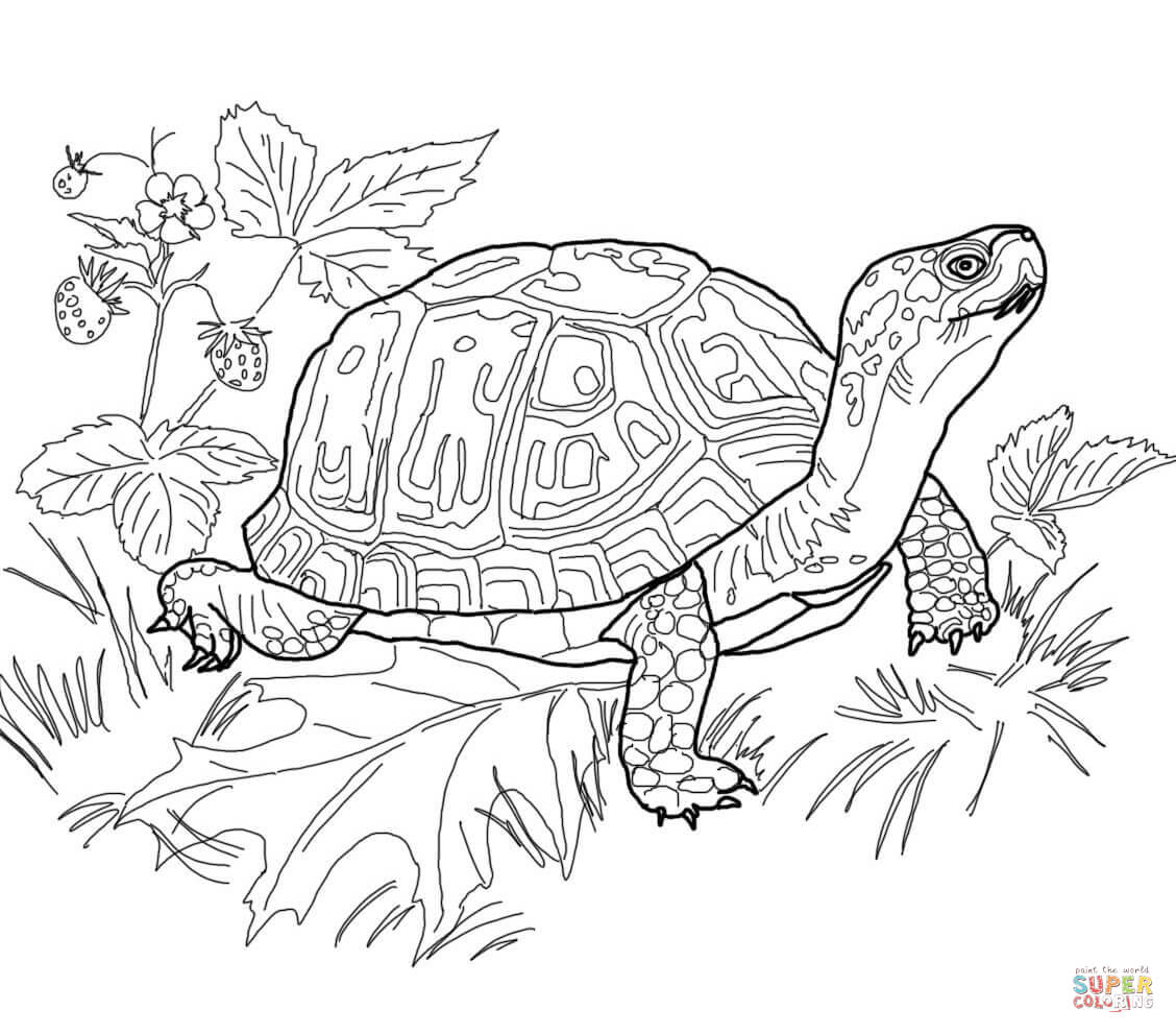 1128x991 Reduced Realistic Turtle Coloring Pages Eastern Box Page Free