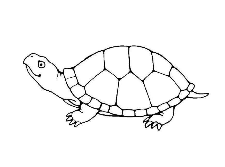 871x647 Free Printable Turtle Coloring Pages For Kids Turtle, Outlines