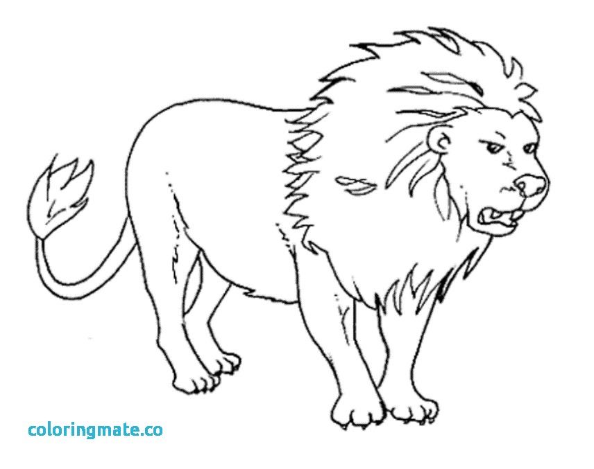 Free Animal Coloring Pages Unique Wild Animals Coloring Pages 856x677 Free Animal Coloring Pages Unique Wild Animals Coloring Pages