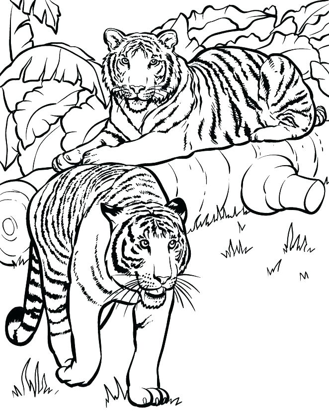 Jungle Animals Coloring Pages Wild Animal Coloring Pages Jungle 662x842 Jungle Animals Coloring Pages Wild Animal Coloring Pages Jungle