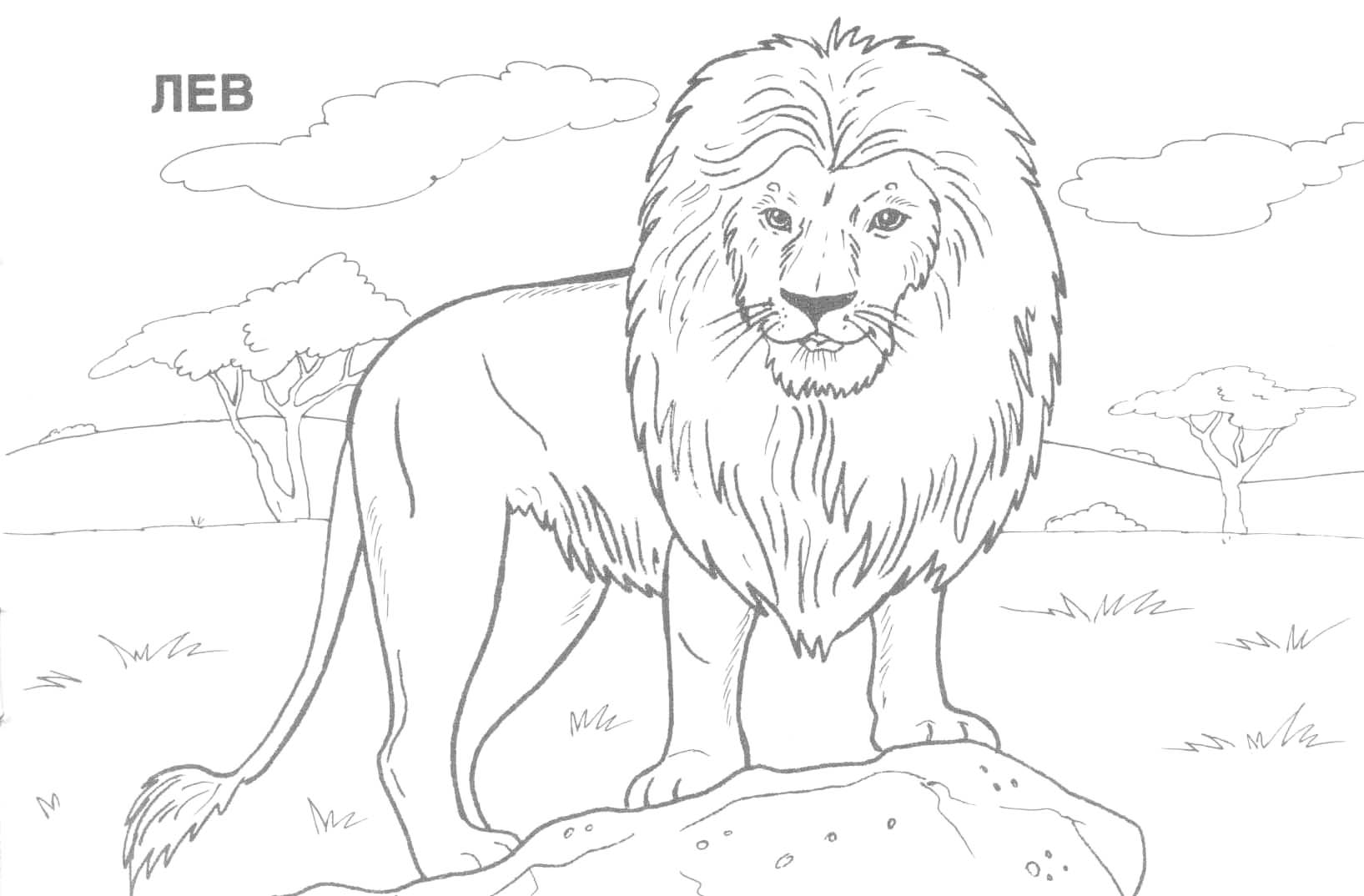 Wild Animals Coloring Pages 1635x1074 Wild Animals Coloring Pages
