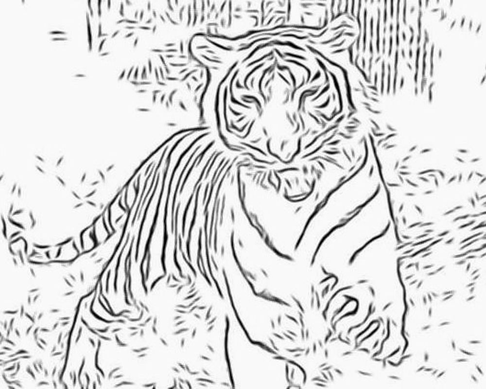 Coloring Pages Tiger Animal Coloring Tiger Coloring Pages,wild 1000x800 Coloring Pages Tiger Animal Coloring Tiger Coloring Pages,wild
