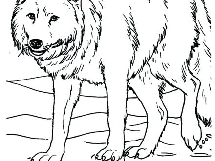 440x330 Wolf Color Pages Free Printable Wolf Coloring Pages For Kids Free