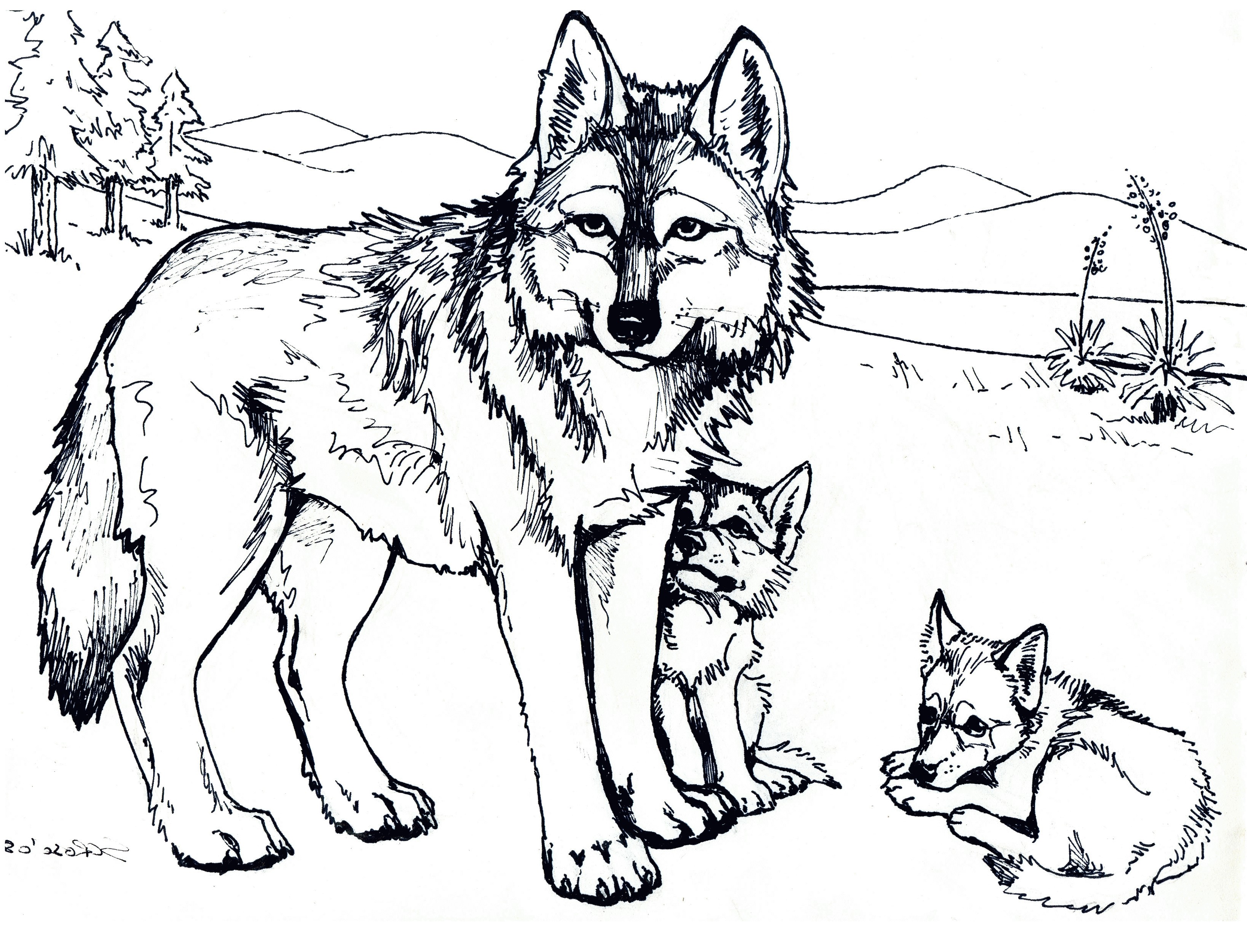 3270x2496 Wolf Coloring Pages Online Copy Coloring Page Peter And The Wolf