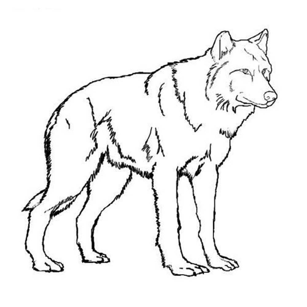 1000x1000 Cool Print Amp Download Wolf Coloring Pages Theme
