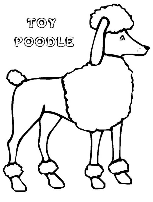 A Tall Type Toy Poodle In Action Coloring Page 600x788 A Tall Type Toy Poodle In Action Coloring Page