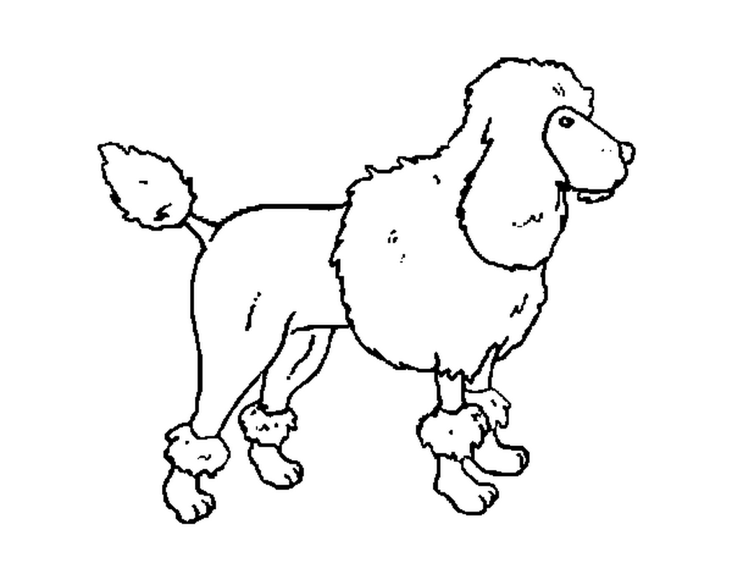 French Poodle Coloring Page at GetColorings.com | Free printable ...