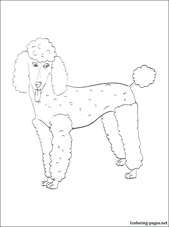 French Poodle Coloring Pages Wonderful Poodle Skirt Coloring Pages 560x750 French Poodle Coloring Pages Wonderful Poodle Skirt Coloring Pages