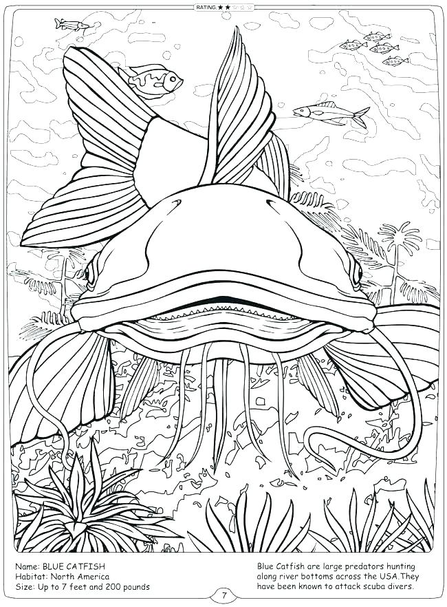 650x882 Catfish Coloring Page Catfish Coloring Page Freshwater Fish