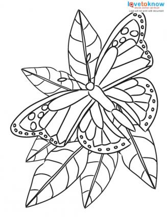 327x425 Butterfly Coloring Pages
