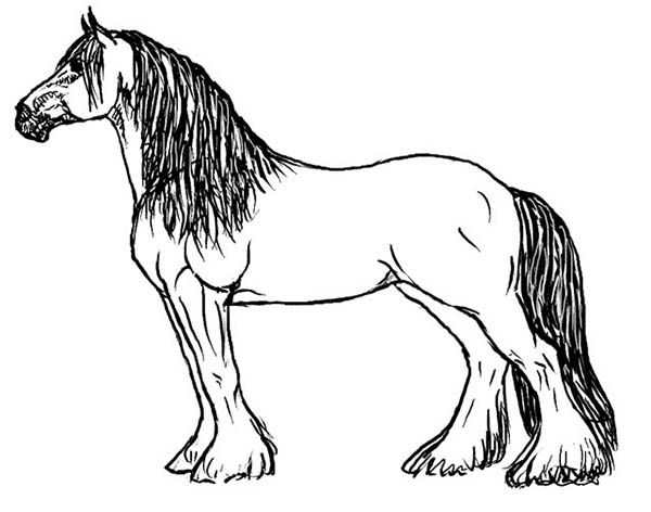 600x472 Image Result For Pictures Of Horses To Color Coloring Pages