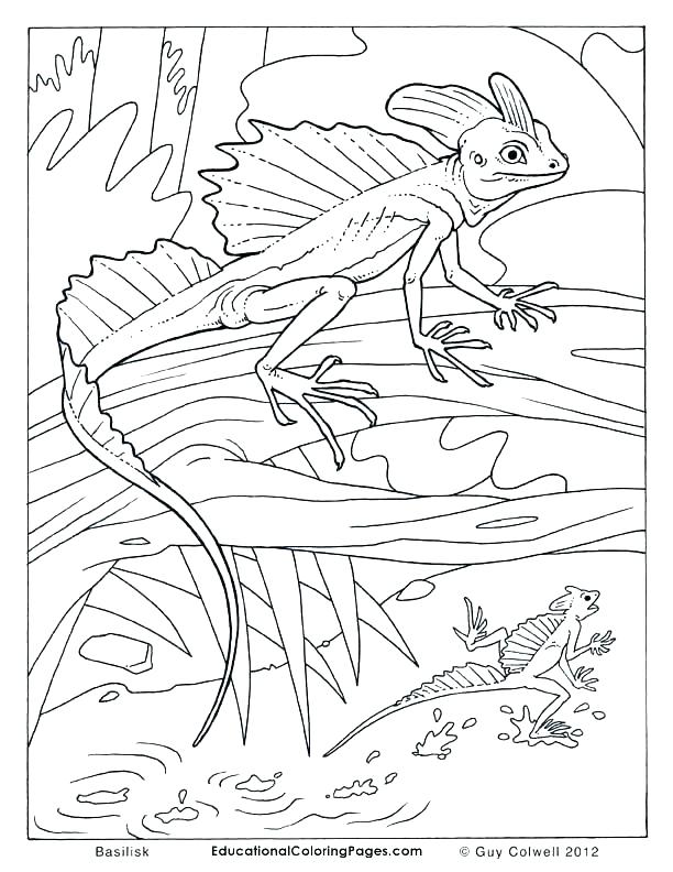 Frilled Lizard Coloring Page at GetColorings.com | Free printable ...