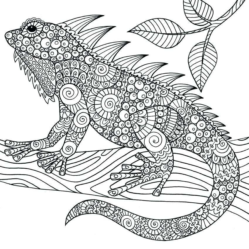 849x849 Lizards Coloring Pages Wonders Of Creation Illustrations