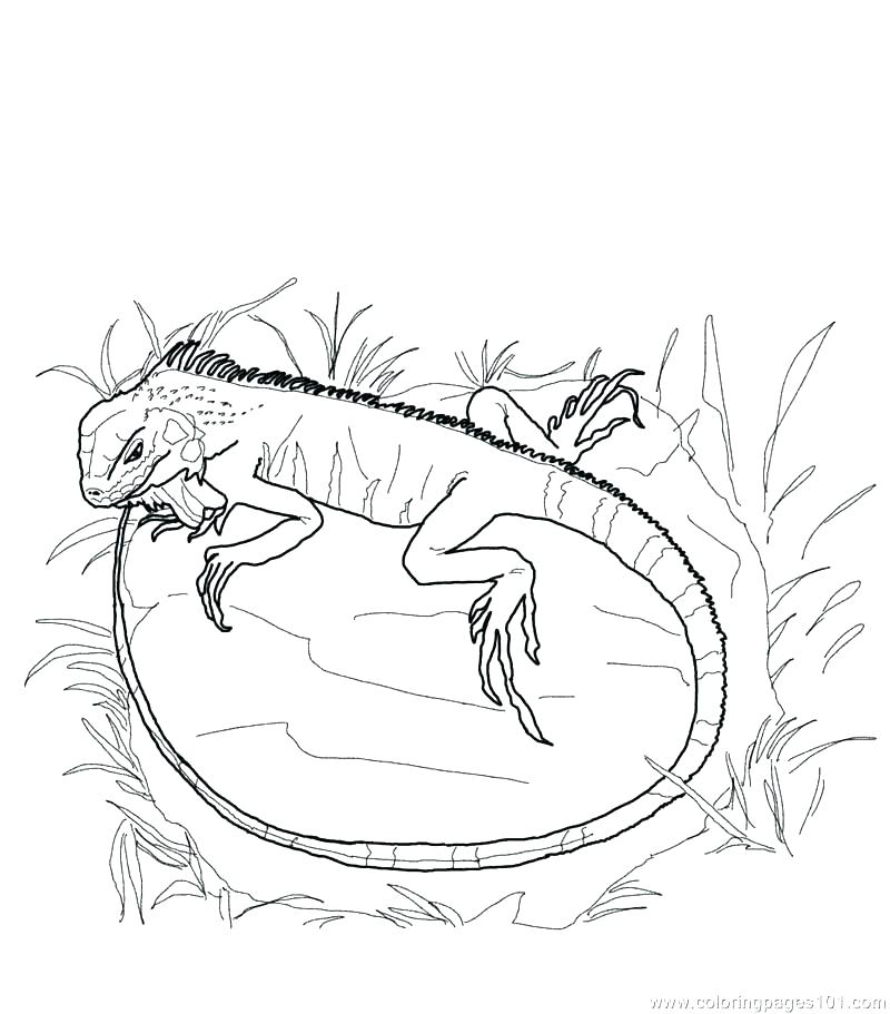 Frilled Lizard Coloring Page at GetColorings.com | Free printable ...