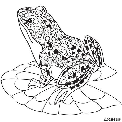 500x500 Image Result For Frog Coloring Pages For Adults Templates