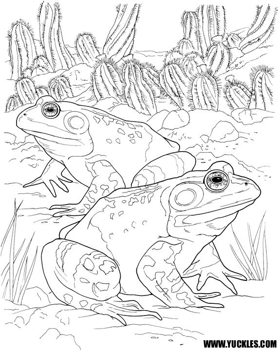 Toad Coloring Page By Yuckles! 571x720 Toad Coloring Page By Yuckles!